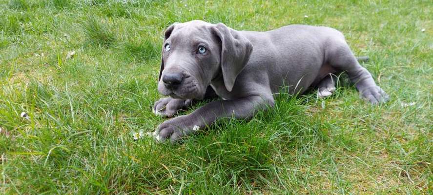 Hundetreffen-Doggenwelpe Justus sucht Freunde!-Bild