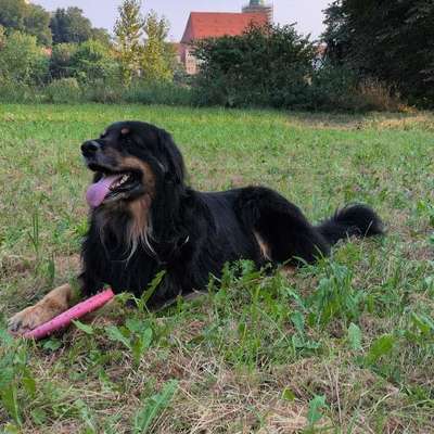 Hundetreffen-Suche neue Hundekontakte-Bild