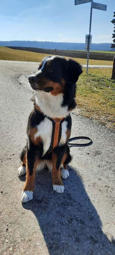 Berner Sennen-Beitrag-Bild