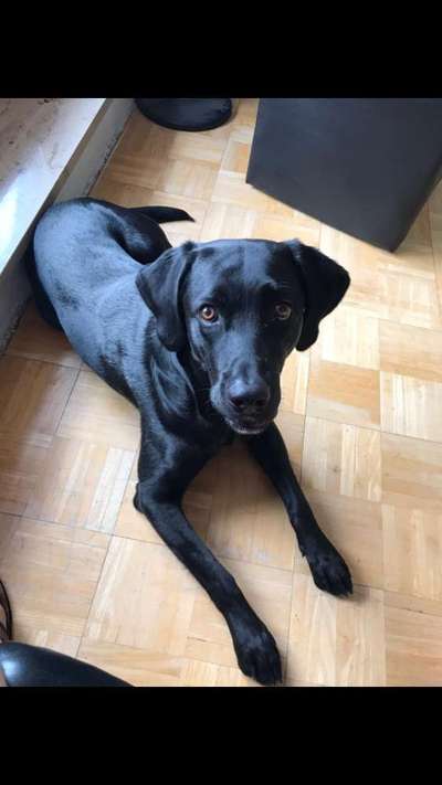 Labradorfans-Beitrag-Bild