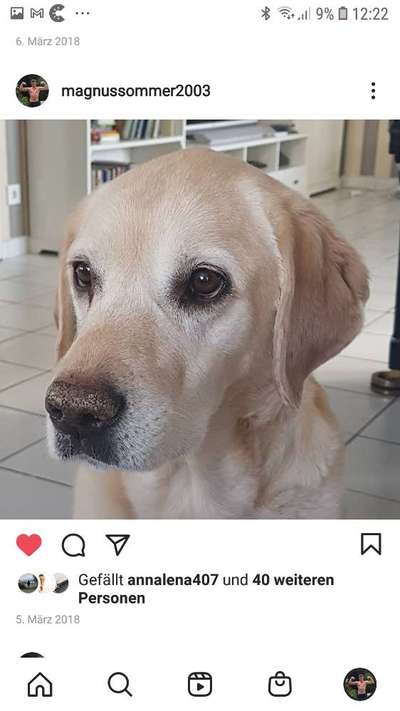 Labradorfans-Beitrag-Bild