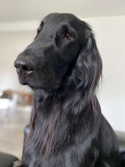 Flat Coated Retriever-Beitrag-Bild