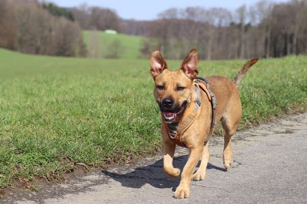 Vom Welpen zum Hund-Beitrag-Bild