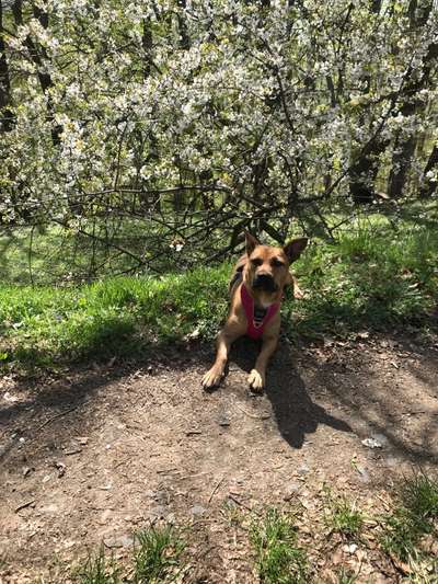 Auslandstierschutz-Beitrag-Bild