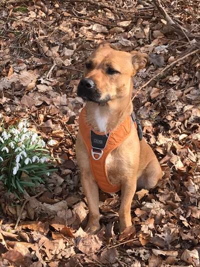 Wie heißt dein Hund?-Beitrag-Bild