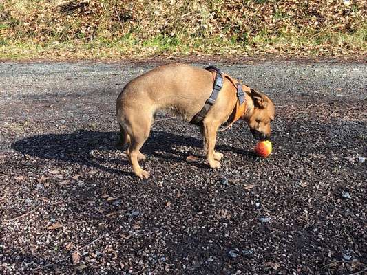 Die kleinen Futtersünden....-Beitrag-Bild