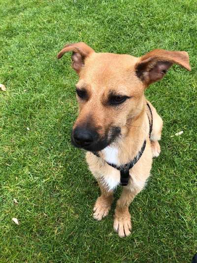 Vom Welpen zum Hund-Beitrag-Bild