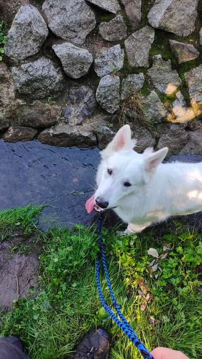 Weißer Schweizer Schäferhund-Beitrag-Bild