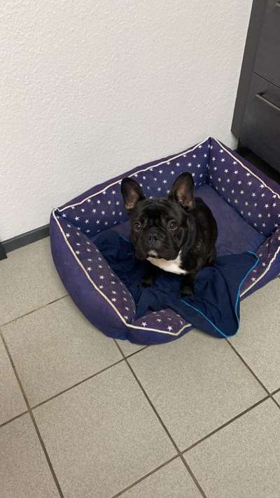 Hundetreffen-Palermo sucht Freunde-Bild