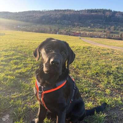 Hundetreffen-Hundebegegnung und Training-Bild