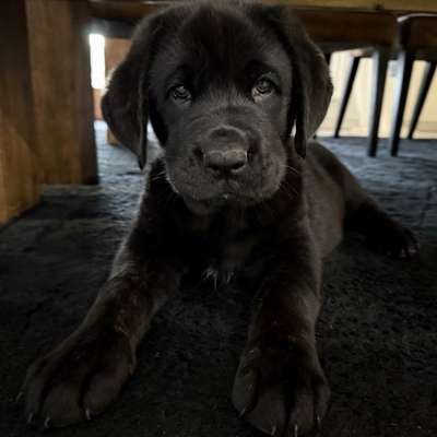 Hundetreffen-Welpentreffen-Bild