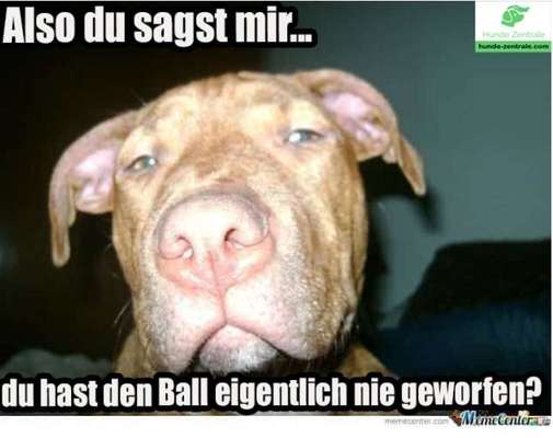 Hunde Memes-Beitrag-Bild