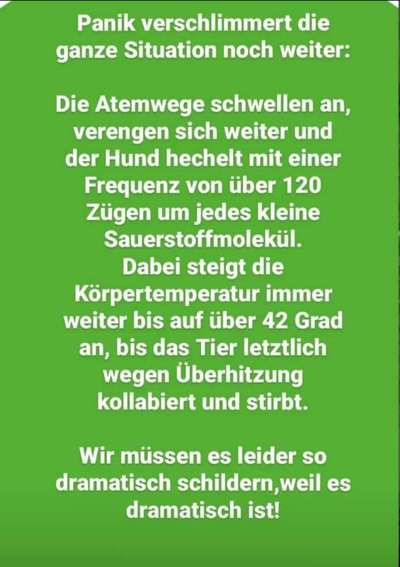 Brachycephale Hunderassen-Beitrag-Bild