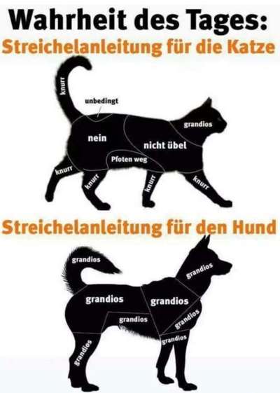 Hunde Memes-Beitrag-Bild