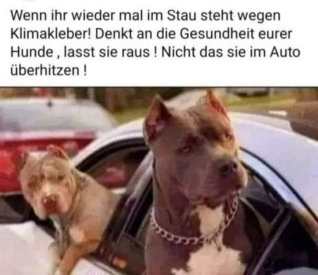 Hunde Memes-Beitrag-Bild