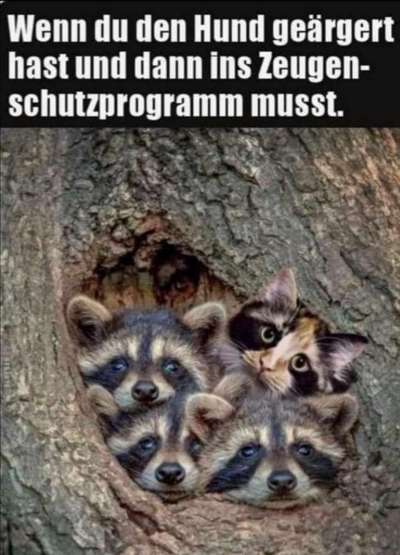 Hunde Memes-Beitrag-Bild