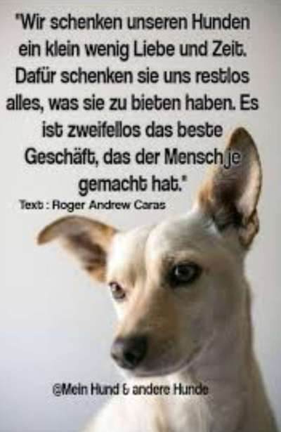 Hunde Memes-Beitrag-Bild