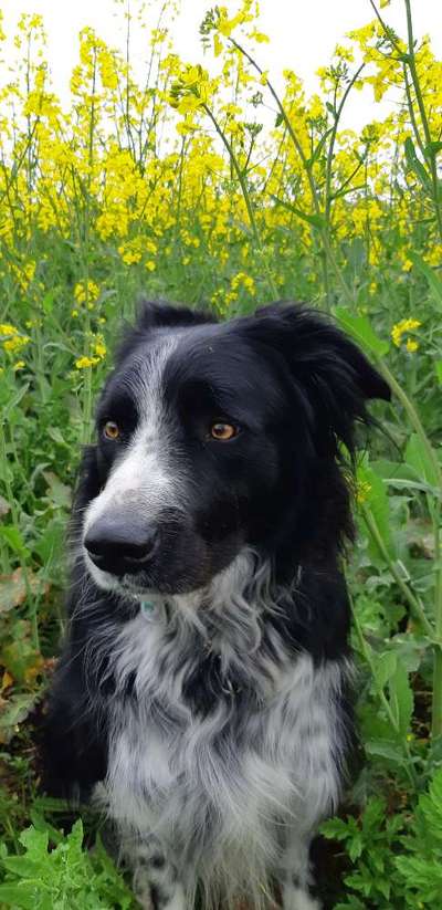 9.Farben-Fotochallenge            Gelb-Beitrag-Bild