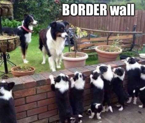 Hunde Memes-Beitrag-Bild