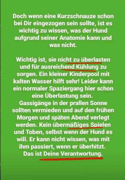 Brachycephale Hunderassen-Beitrag-Bild