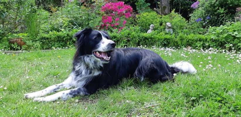 Reinrassige Hunde?-Beitrag-Bild