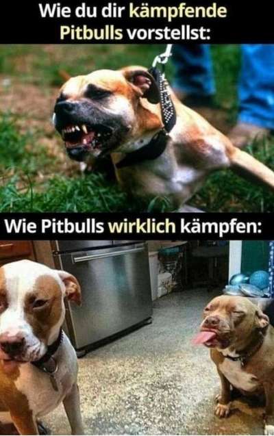 Hunde Memes-Beitrag-Bild