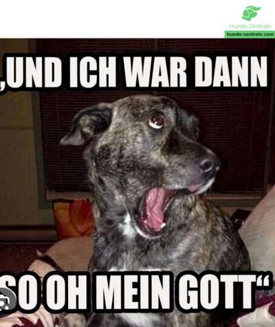 Hunde Memes-Beitrag-Bild