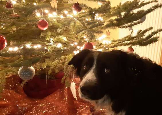 Gibt's hier noch mehr Border Collies???-Beitrag-Bild