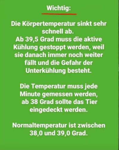 Brachycephale Hunderassen-Beitrag-Bild