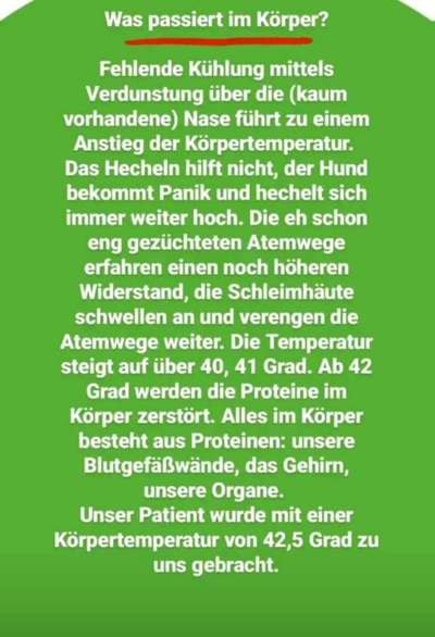 Brachycephale Hunderassen-Beitrag-Bild