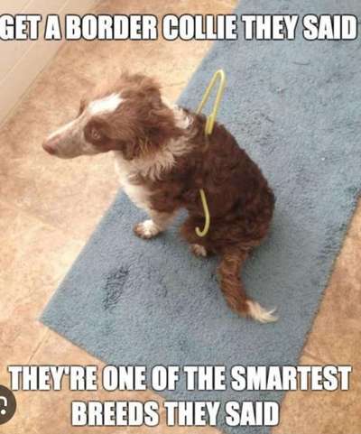 Hunde Memes-Beitrag-Bild