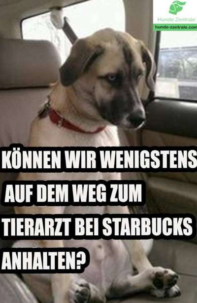 Hunde Memes-Beitrag-Bild