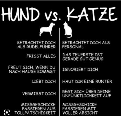 Hunde Memes-Beitrag-Bild