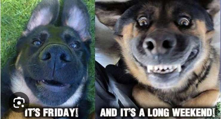 Hunde Memes-Beitrag-Bild