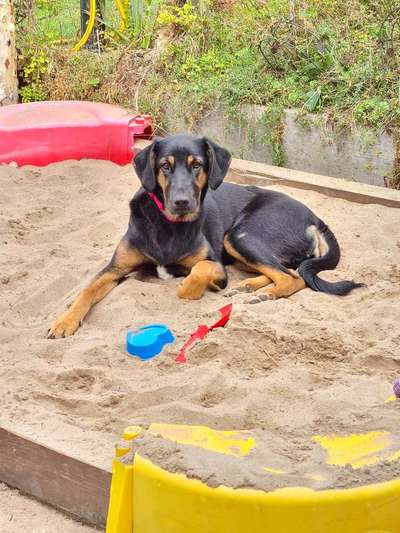 Mischlingshunde Foto Aufruf-Beitrag-Bild