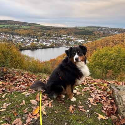 Hundetreffen-Buddy für gemeinsame Spaziergänge gesucht-Bild