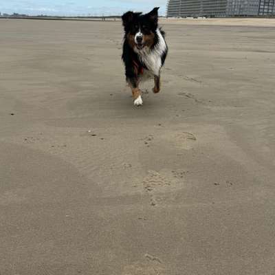 Hundetreffen-Buddy für gemeinsame Spaziergänge gesucht-Bild