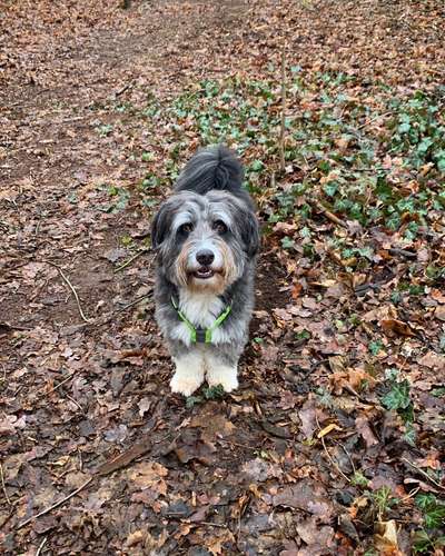 Wie heißt dein Hund?-Beitrag-Bild