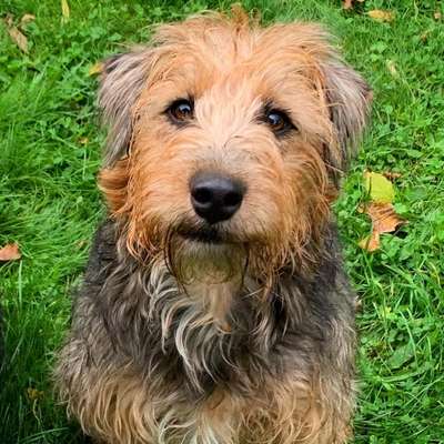 Wie heißt dein Hund?-Beitrag-Bild