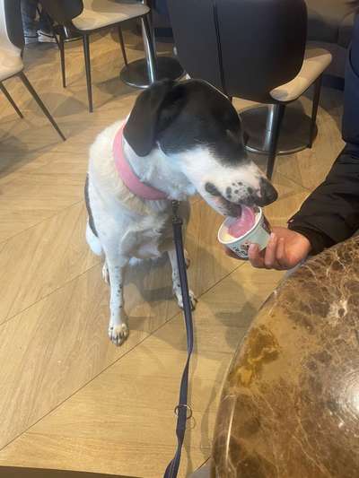 Hundetreffen-Gassi/Spiel-Bild