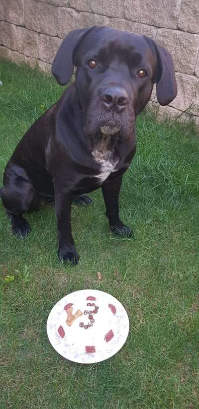 Hundetreffen-Spielpartner-Bild