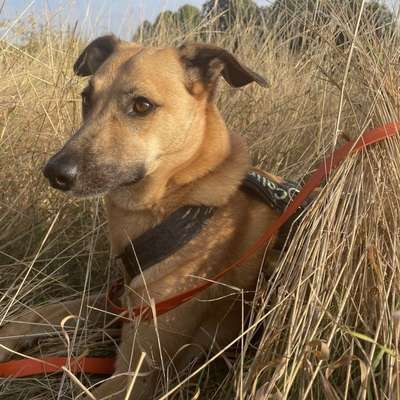 Suchmeldung-Calina-Bild