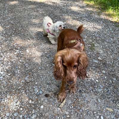 Hundetreffen-(Hunde-)Kontakte knüpfen-Bild