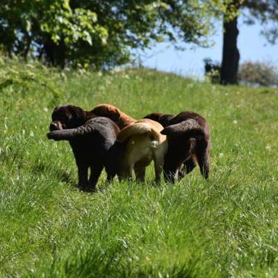 Die Dogorama Kalender Challenge Titelbild-Beitrag-Bild