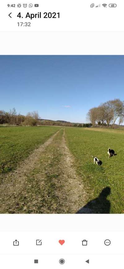 Hundetreffen-Spazierrunde in Triftern , am Sonntag , früher Nachmittag . . . 🙋🏻‍♀️🙋🏼‍♂️🐕🐕-Bild