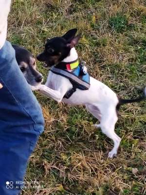 Hundetreffen-Triftern / Altbach , bei schönem Wetter .-Bild