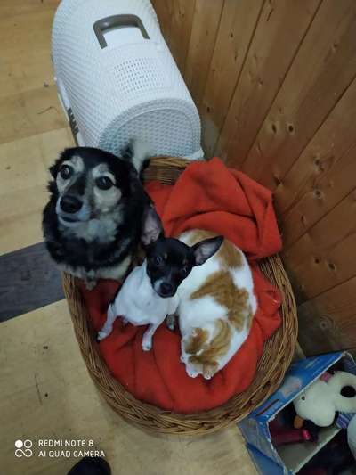 Schäferhund-Beitrag-Bild