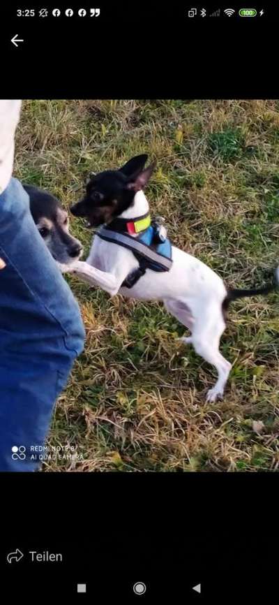 Wo habt ihr eure Hunde her ?-Beitrag-Bild