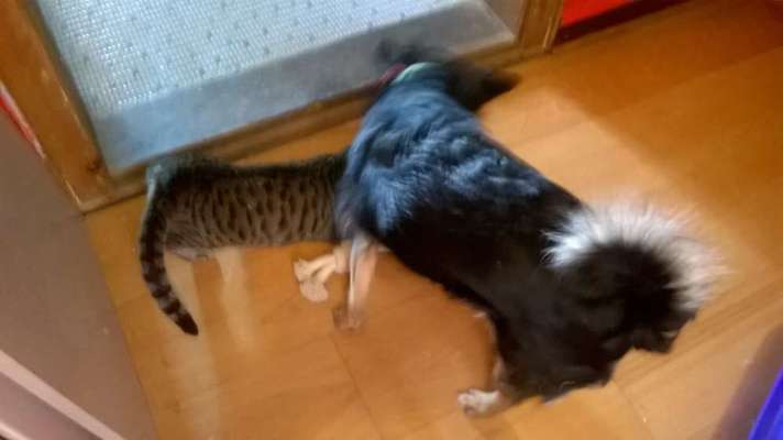 Welpen Bilder !-Beitrag-Bild