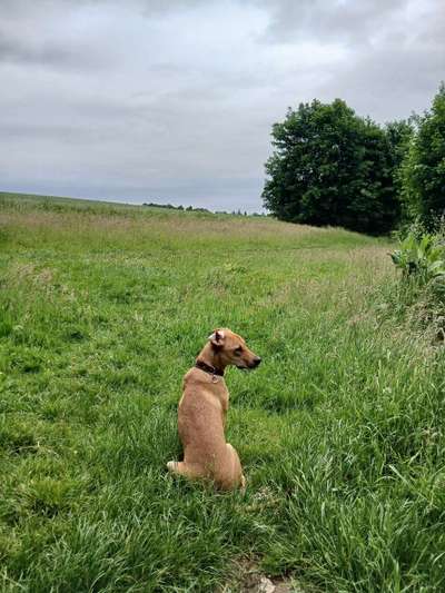 Hundetreffen-Mittlere und große Spielfreude Hunde im Raum Gerresheim im Freilauf-Bild